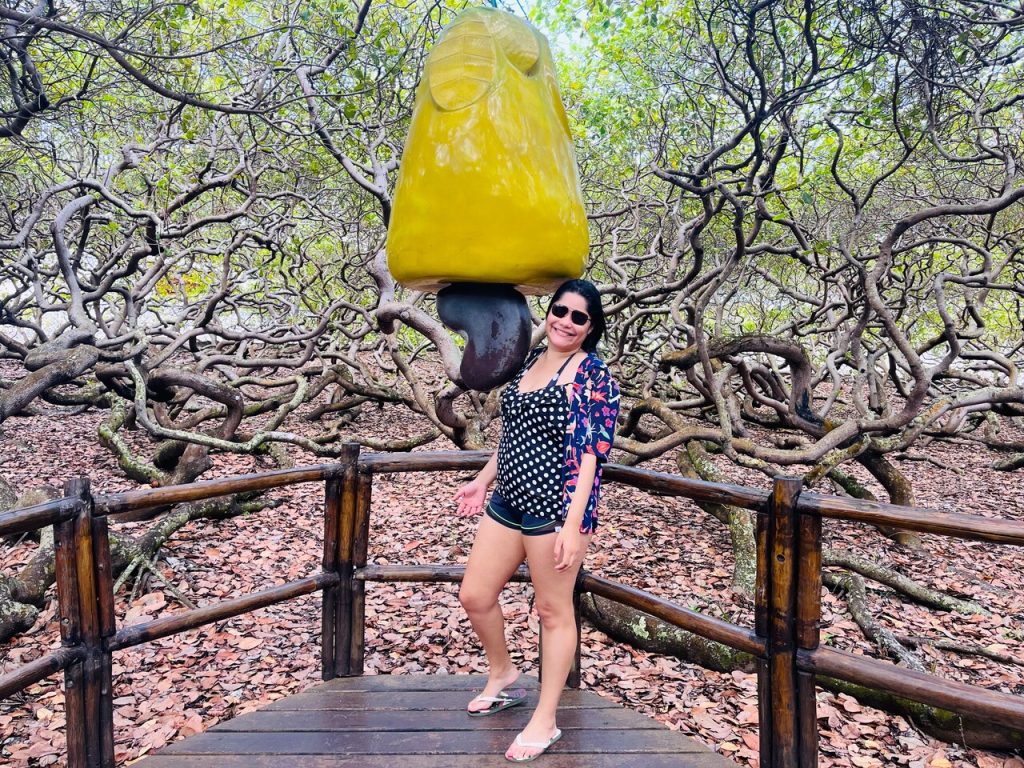 cajueiro de Pirangi no litoral sul de Natal