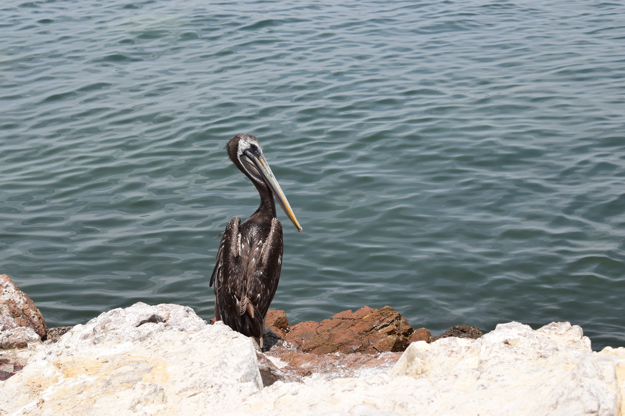 Paracas no Peru pelicano peruano