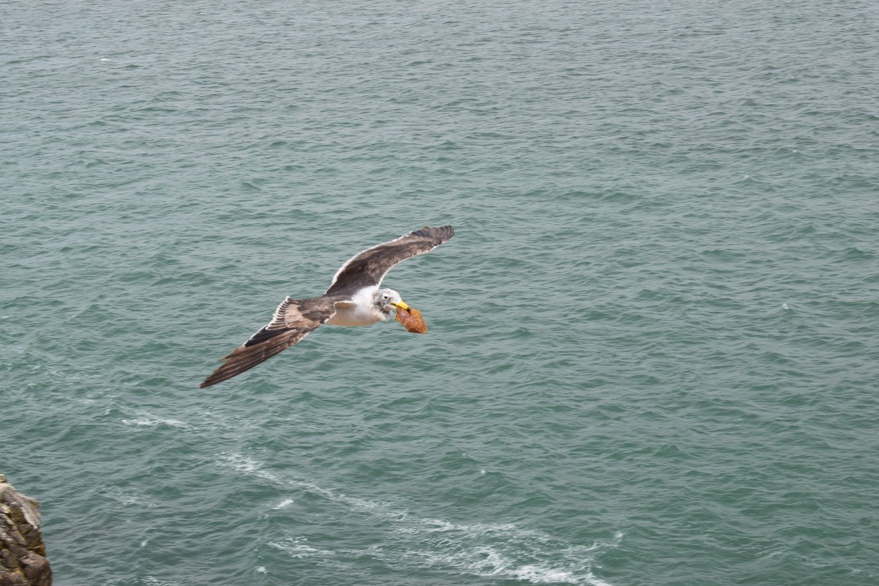 Paracas no Peru ave peruana