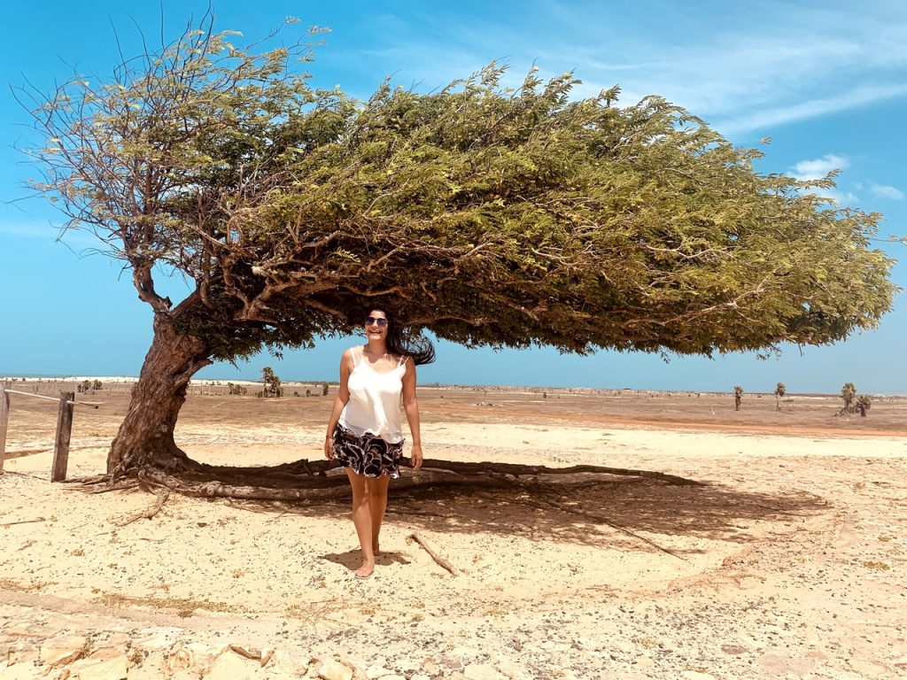 arvore penteada piaui - o que fazer em parnaiba