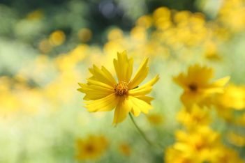 jardim botânico de Curitiba