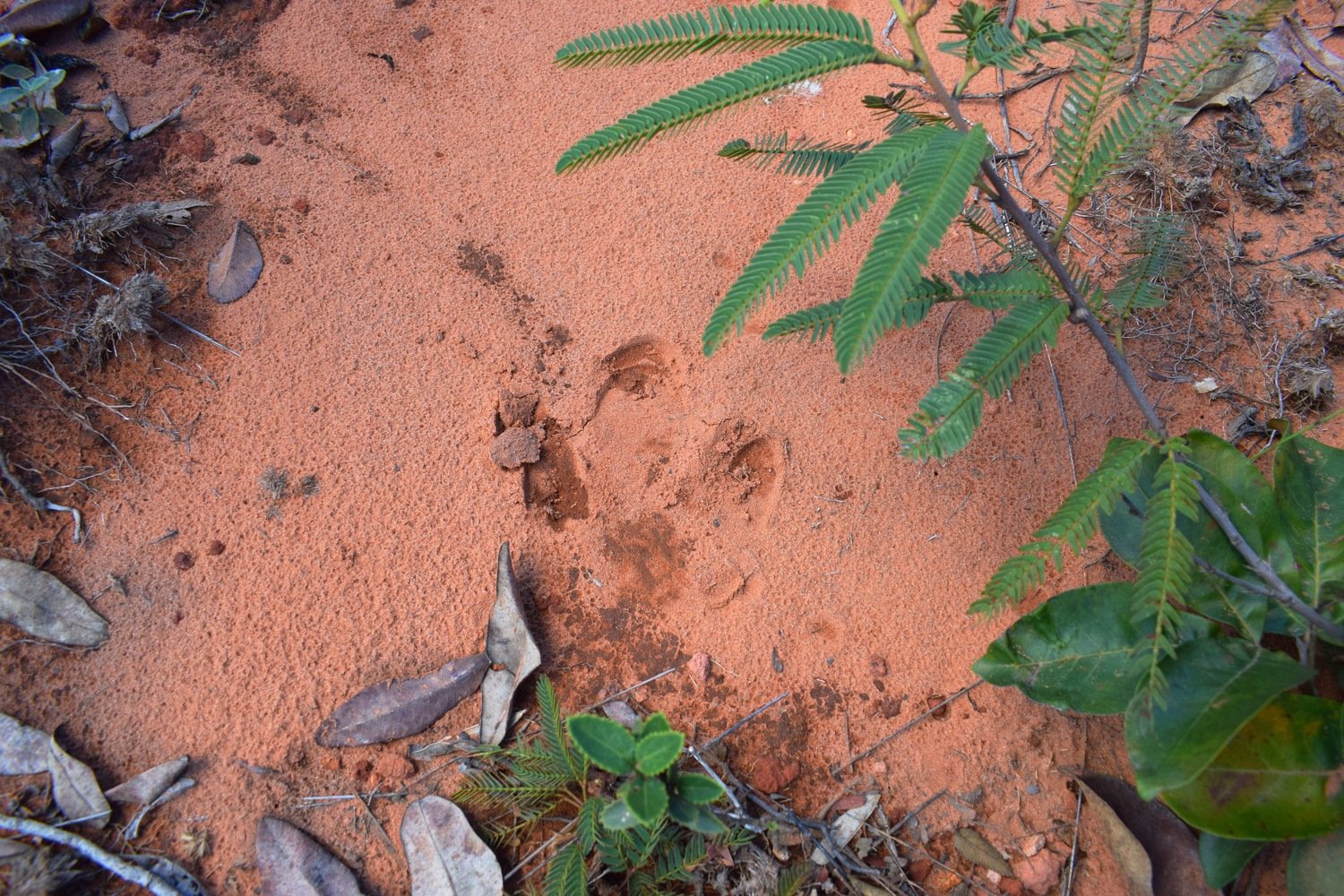 pegada anta chapada guimaraes