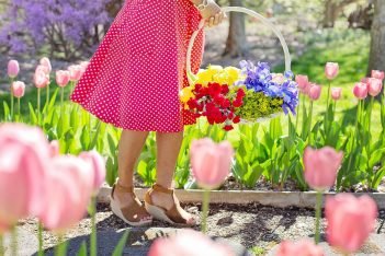 campos de flores em holambra