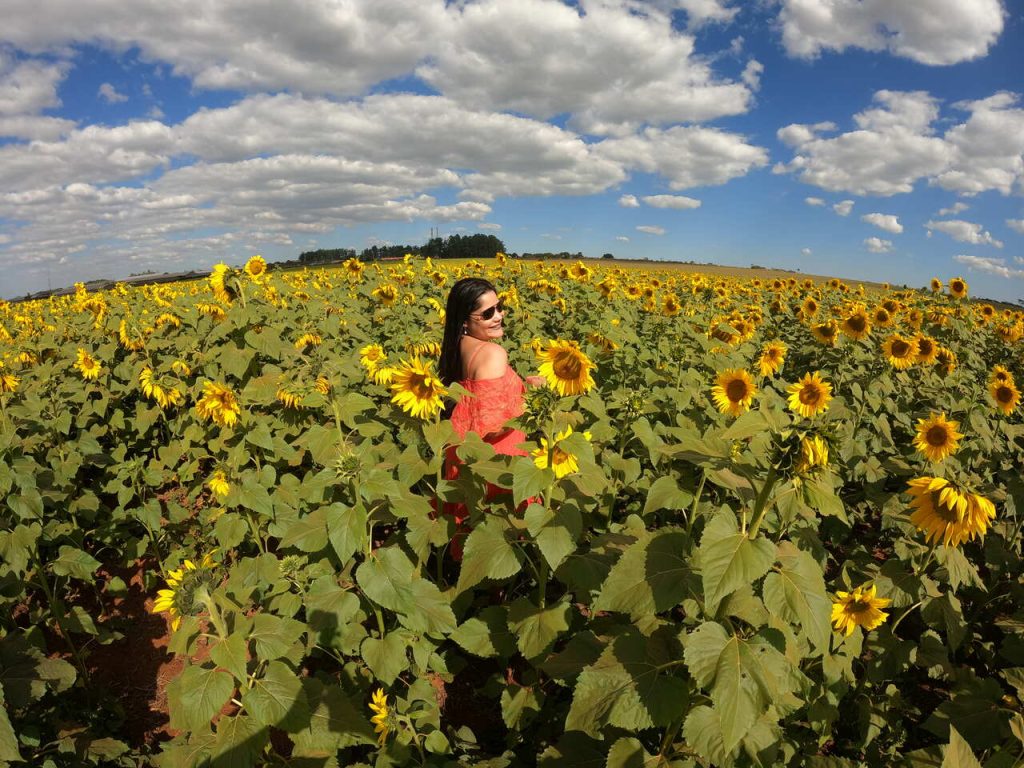 o que fazer em holambra - conhecer os campos de girassóis