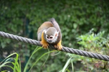 boia-cross duto quebo nobres