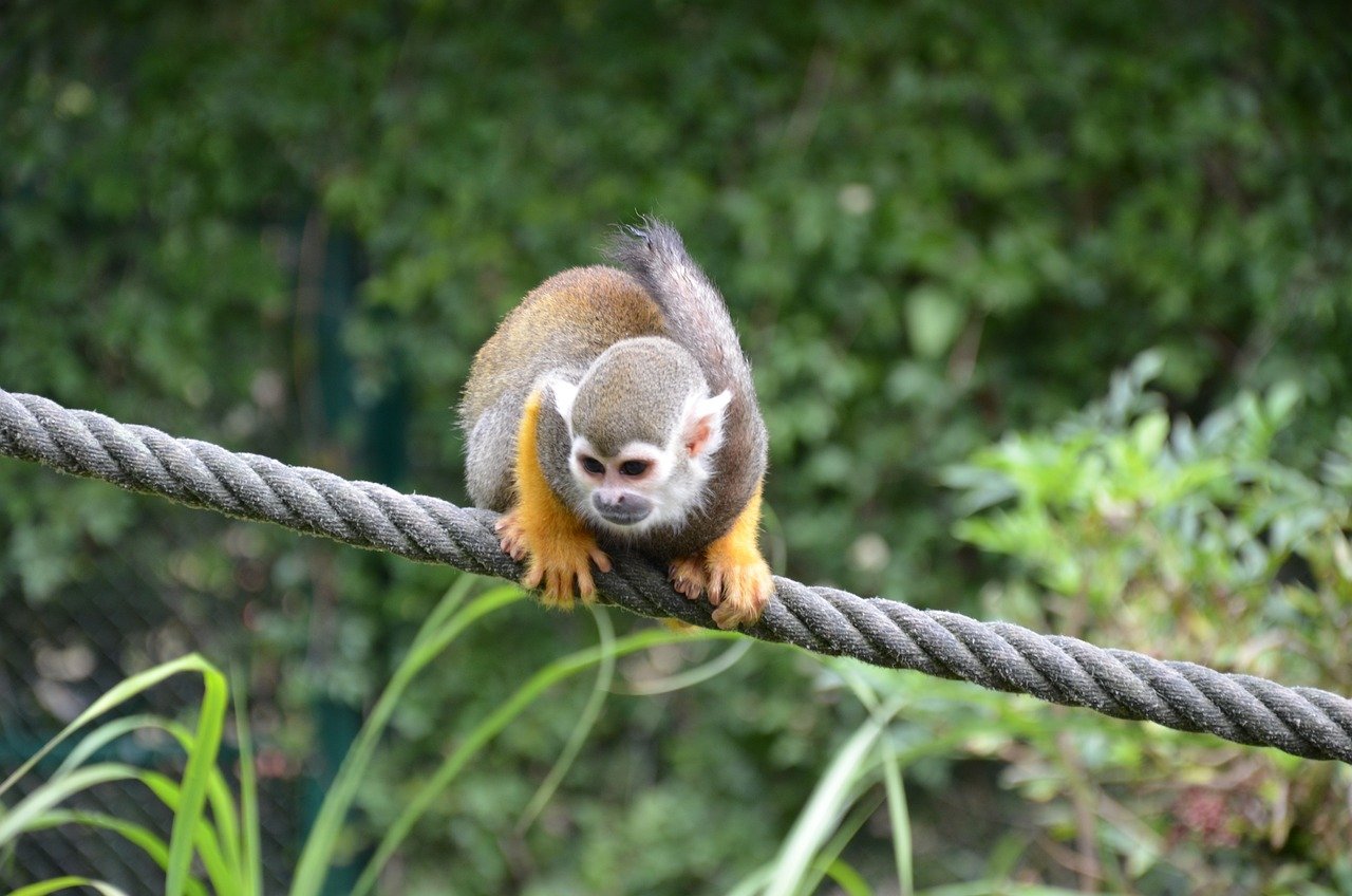 boia-cross duto quebo nobres