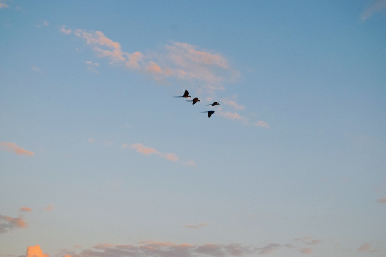 lagoas das araras nobre em bom jardim