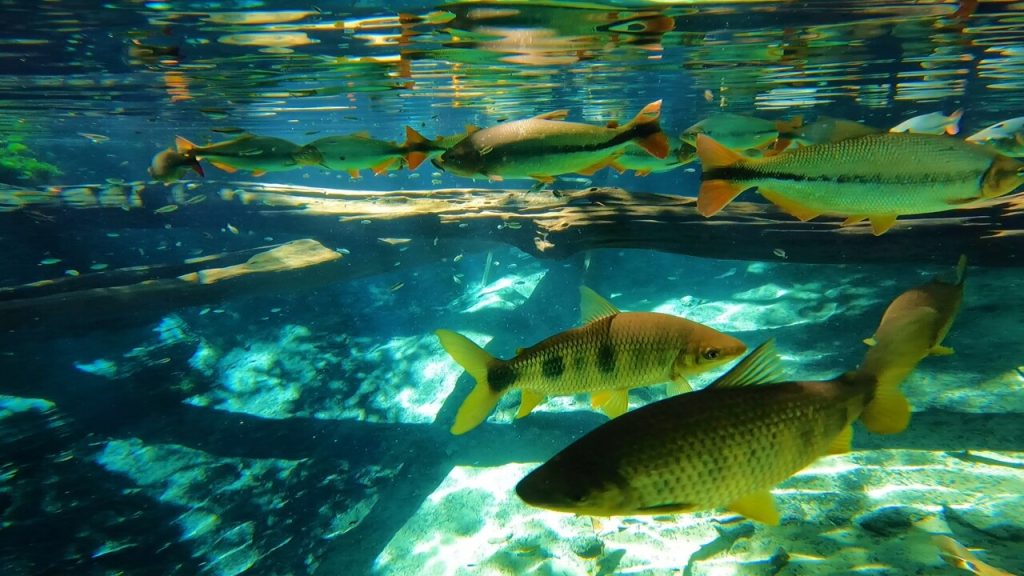 passeio de cuiaba para nobres mt