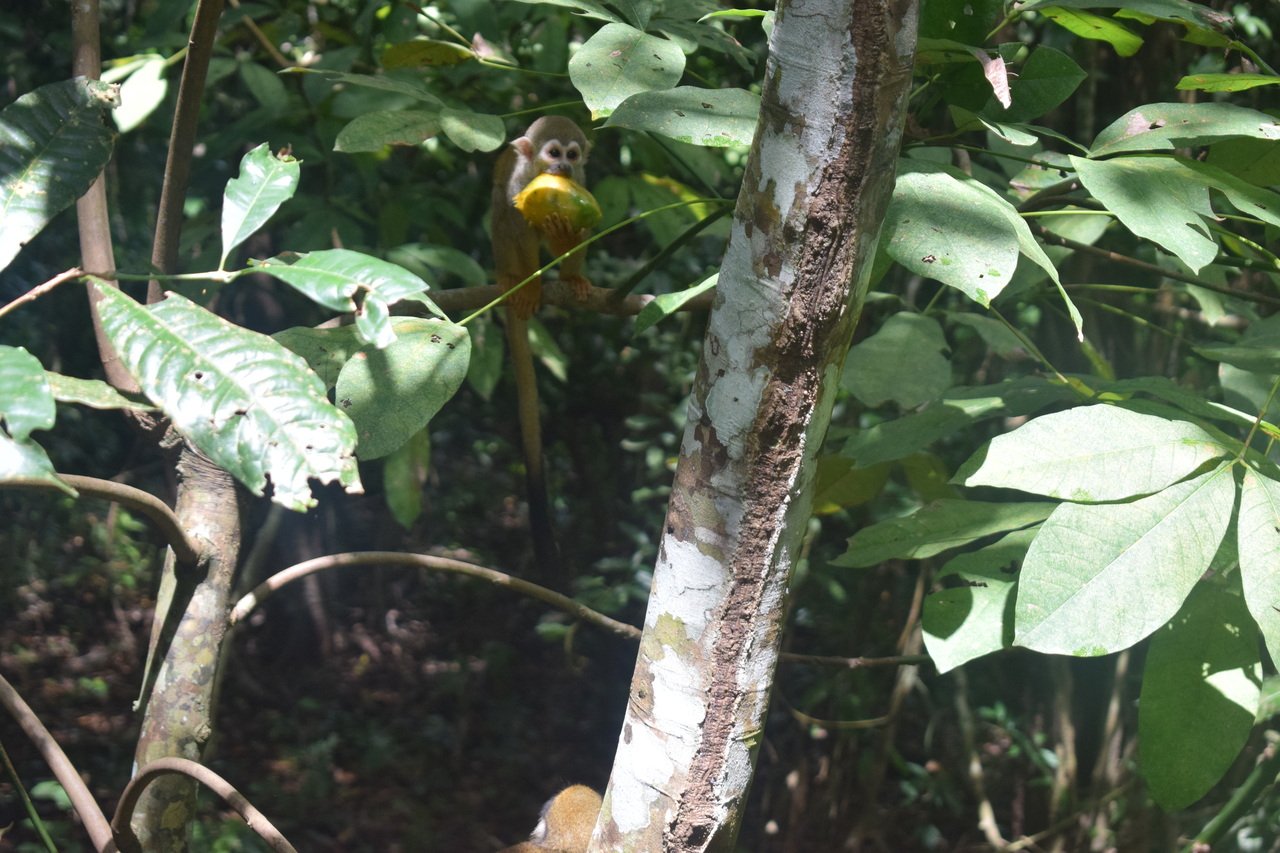 o que fazer em Manaus em 1, 3, 5 e 7 dias INPE Manaus