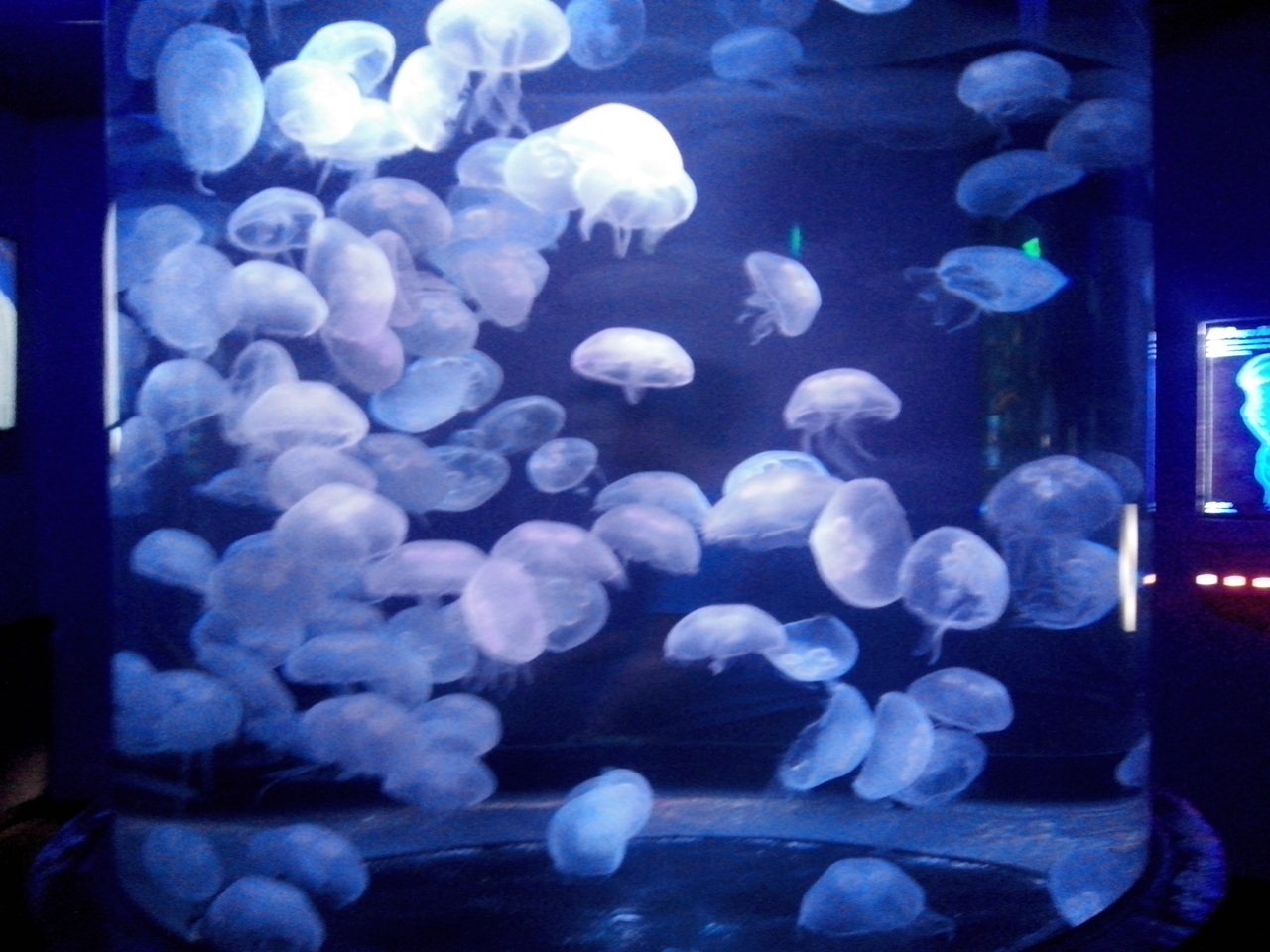 o que fazer em san francisco o que fazer em san francisco