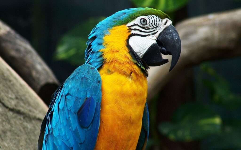 zoo da montanha espirito santo